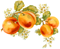 Peaches