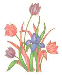 TULIPS AND IRIS