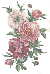 Pink and White Peony Peonies