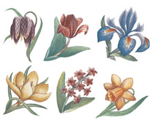 Botanical Flowers - Crocus, Tulip, Hyacinth, Narcissus, Iris, Fritillaria