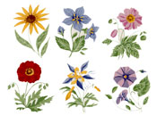 Poppy, Sunflower, Petunia, Carnation, Lily