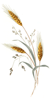 Wheat