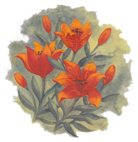 ORANGE DAY LILY