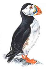 PUFFIN