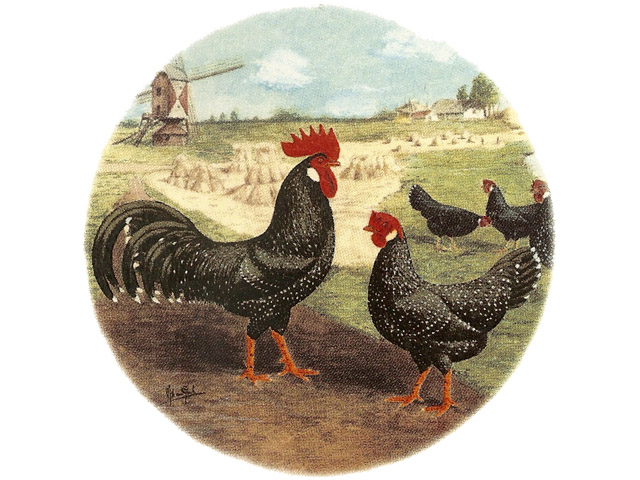 Ancona Rooster 75mm