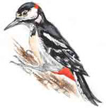 Spotted Woodpecker