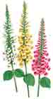 FOXGLOVE - Pink, Yellow, White