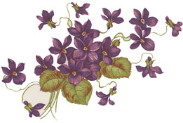 Violets