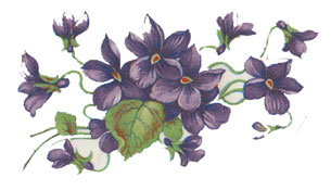 Violets