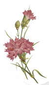 Carnations