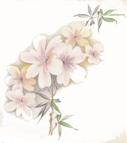 Oriana - Pink and White Pastel Flowers