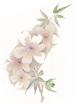 Oriana - Pink and White Pastel Flowers