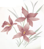 Mi Lay Mauve/Pink Orchids