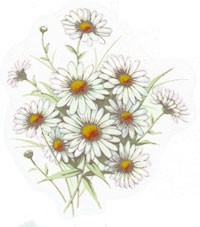 White Daisy Daisies Bouquet