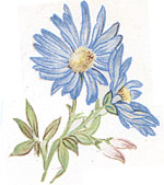 Blue Daisies