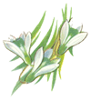 Snowdrop flowers