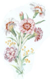 January - Flowers of the Month - Carnations