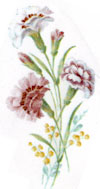 January - Flowers of the Month - Carnations