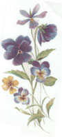 February - Flower of  the Month - Pansy, Pansies