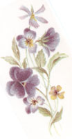 February - Flower of  the Month - Pansy, Pansies