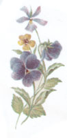 February - Flower of  the Month - Pansy, Pansies