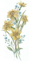 March - Flowers of the Month - Daffodils