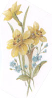 March - Flowers of the Month - Daffodils