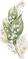 May Lily of the Valley