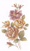 June - Flowers of the Month - Roses