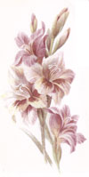 August - Flowers of the Month - Gladiolas