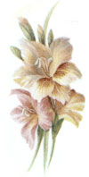 August - Flowers of the Month - Gladiolas