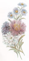 September - Flowers of the Month - Asters