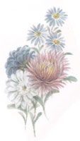 September - Flowers of the Month - Asters