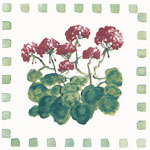 Geraniums