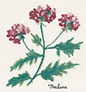 Wild Flowers - Verbena