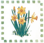 Daffodils