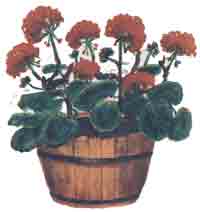 Geraniums in Wooden Bucket