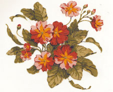 Primroses