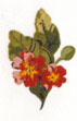 Primroses