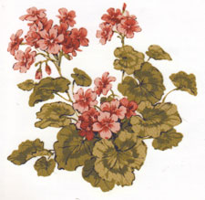 Geraniums