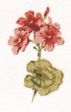 Geraniums