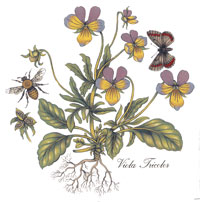 BOTANICALS - Viola Tricolor, Butterfly, Bee