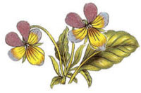 BOTANICALS - Viola Tricolor