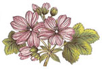 BOTANICALS - Malva Sylvestris