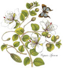 BOTANICALS - Caparis Spinosa