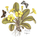 BOTANICALS - Primula Vulgaris - Primrose with Butterflies