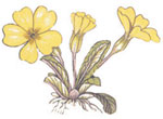 BOTANICALS - Primula Vulgaris - Primrose