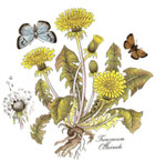 BOTANICALS - Tarazacum Officinale - Dandelion with Butterflies