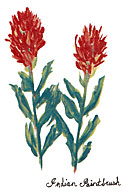 Wild Flowers - Indian Paintbrush