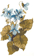 Blue Violets